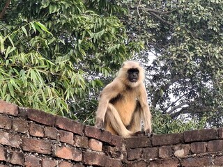A solitary langur monkey sits peacefully on a terrace, delicately eating, its long tail curled and expressive eyes alert.
