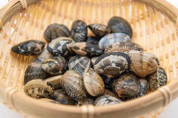 新鮮な福岡県産のアサリ