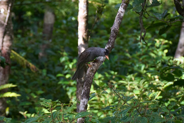 The Mauritius Black Bulbul, a passerine bird endemic to Mauritius, in its natural habitat