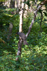 The Mauritius Black Bulbul, a passerine bird endemic to Mauritius, in its natural habitat