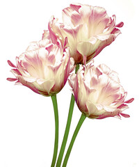 Flowers tulips   on a  white isolated background.  Flowers on a stem.  Closeup.  Nature.