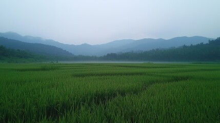 Obraz premium Serene Green Rice Fields at Dawn Surrounded by Misty Mountains in a Calm Landscape Ideal for Nature, Agriculture, and Tranquility Themes