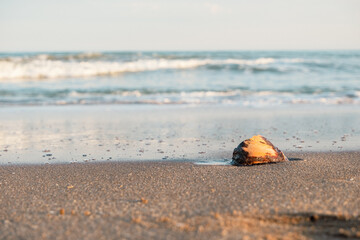 caracol en la orilla del mar