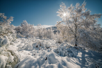 Heavy snowfall and frost covered trees on a bright winter day