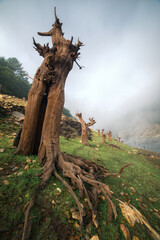 Impressive petrified trunk of a chestnut tree