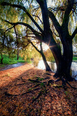 Large old willows on the banks of a river