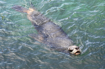 Fototapeta premium A south america sea lion swimming in the ocean
