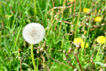 a white dandelion is in the grass with a flower in the foreground