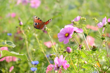 Schmetterling 1187 © K.-U. Häßler