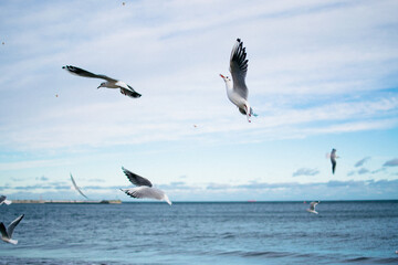 the seagulls and pigeons on the seashore in winter