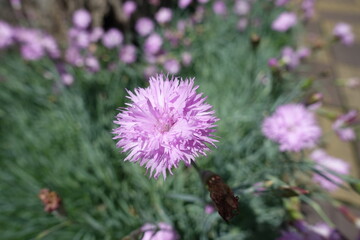 Close shot of light pink double flower of Dianthus in June