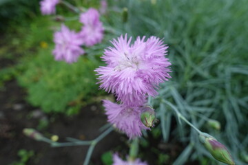 Close up of light pink double flower of Dianthus in June © Anna