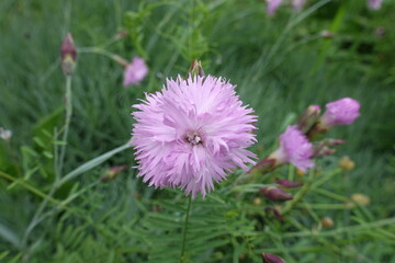 Macro of light pink double flower of Dianthus in June