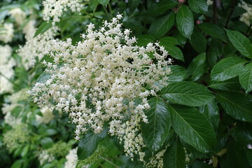A lot of white flowers in the leafage of European black elderberry in June