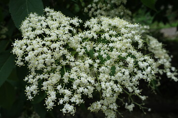 Close view of numerous white flowers of European black elderberry in June