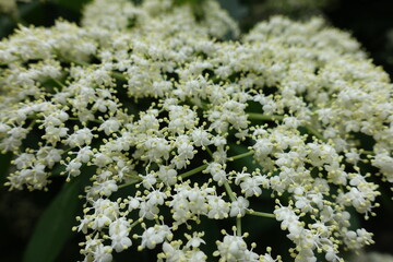 Closeup of small white flowers of European black elderberry in June