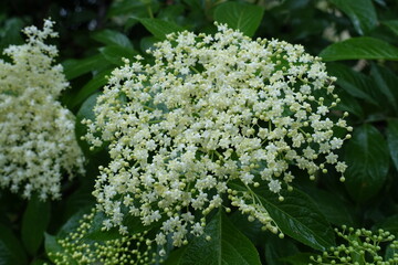 Opening white flowers of European black elderberry in june