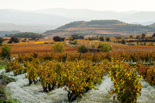 A panoramic view of an expansive vineyard landscape in autumn showing rows of grapevines with scenic hues of green, yellow, and orange against distant rolling hills.