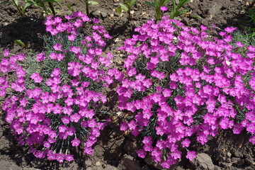 Lots of magenta colored flowers of Dianthus gratianopolitanus La Bourboule in May