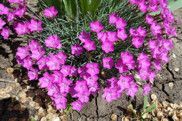 Many magenta colored flowers of Dianthus gratianopolitanus La Bourboule in May