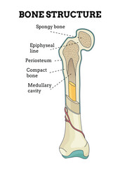 Bone structure. Biology educational poster design. Scheme of human bone anatomy. Flat vector illustration with detailed information isolated on white background