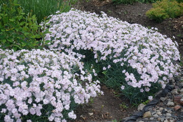Flowering cushions of light pink Dianthus plumarius in June