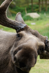 Fototapeta premium Elch