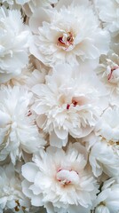 White peonies with delicate petals on background