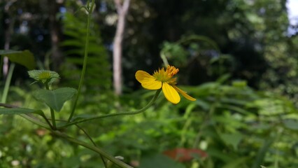 Obraz premium Very beautiful Wollastonia biflora flower background. This plant can treat insect bites, lacerations, festering wounds, swelling, heat or fever, and itching.