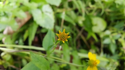 Unblown Wollastonia biflora flower background. Photo taken in the mountains.