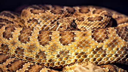 A dangerous and poisonous rattle snake 