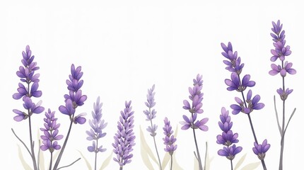 Fototapeta premium Lavender flowers elements on transparent background. Watercolor illustration for invitations, greeting and wedding cards