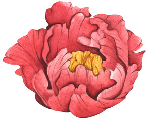Peony botanical watercolor illustration. Chinese paintings for greeting card, invitation card for wedding, birthday and other holiday and summer background.