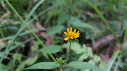 Unblown Wollastonia biflora flower background. Photo taken in the mountains.