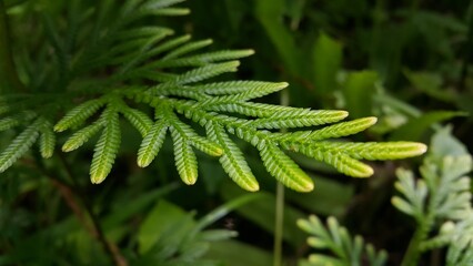 Phacelia tanacetifolia Benth plant leaf texture background. Photo taken on the mountain.