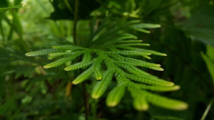 Phacelia tanacetifolia Benth plant leaf texture background. Photo taken on the mountain.