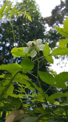 White color floral background, Rubus trifidus plant. Photo of rubus illecebrosus flower on the...