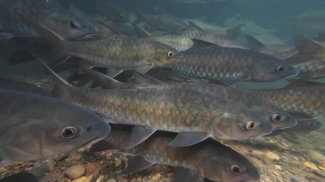 Soro brook carp fish in the waterfall