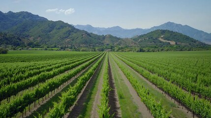 Lush Organic Vineyard with Eco Friendly Sustainable Practices Under Natural Sunlight Scenery