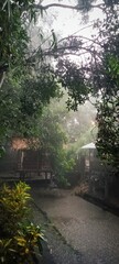 Morning in the forest