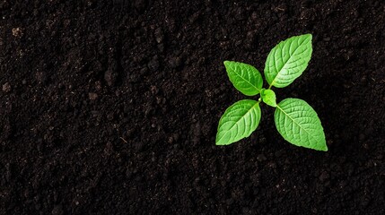 Naklejka premium Nutrient Rich Compost Pile Nourishing Soil Organically