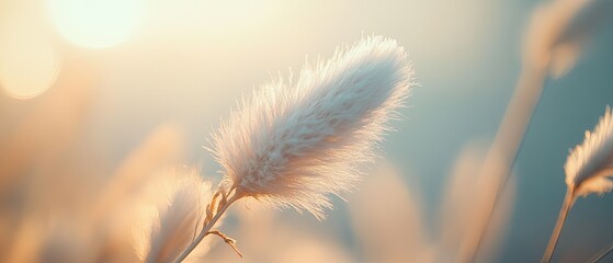 Soft, fluffy seed heads at sunset.