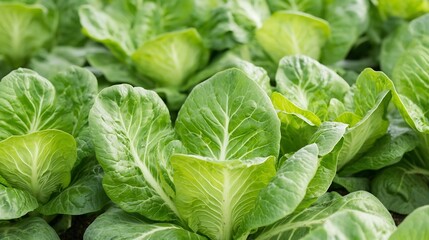 Lush Green Organic Crops Cultivated in Thriving Agricultural Field