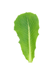 Cos Lettuce on white background