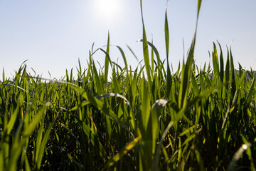 illuminated by sunlight green blades of cereal in spring