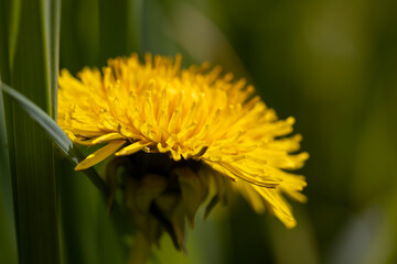 dandelions blooming in the green grass in spring