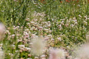 a clover blooming with white flowers in early summer