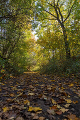 Obraz premium trees during the fall of yellowed foliage in the park
