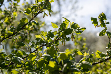 growing edible gooseberry berries in rural areas