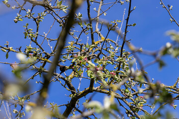sunny weather in an orchard with apple